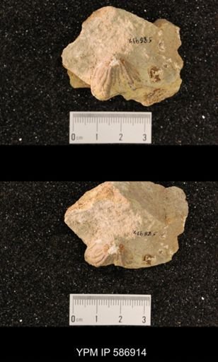 Rhynchotrema capax