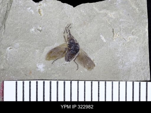 Acrocera hirsuta