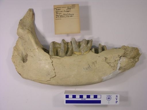 Teleoceras fossiger