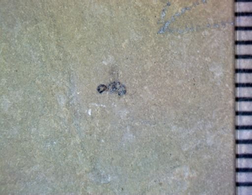 undet. Hymenoptera