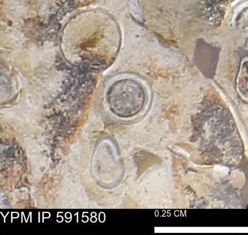 Serpulidae