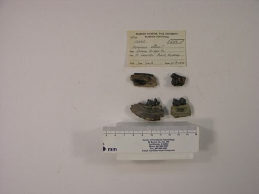Hyrachyus affinis?