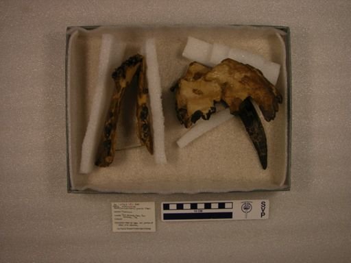 Ischyrosmilus gracilis