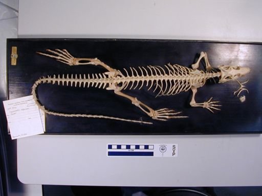 Tupinambis teguixin