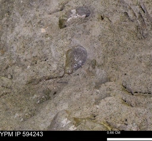 undet. Bivalvia