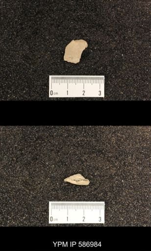 Rhynchotrema capax