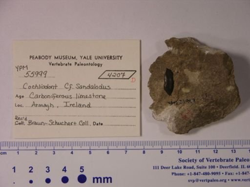 Sandalodus