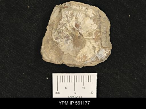 Scaphites sp.