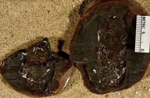Lepidostrobus sp.