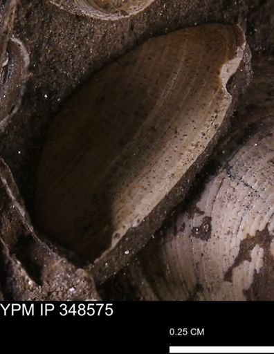 Limopsis striatopunctatus