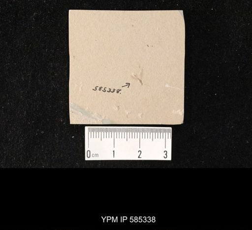undet. Tipulidae