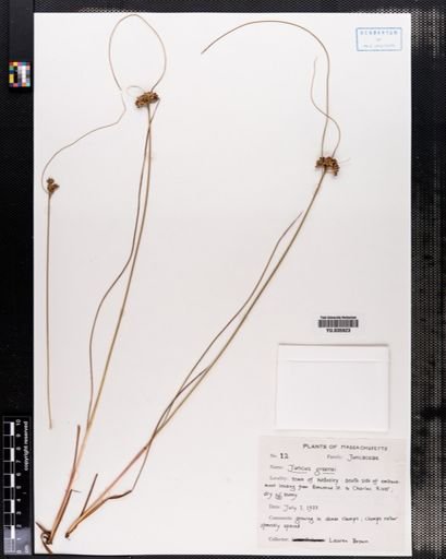 Juncus