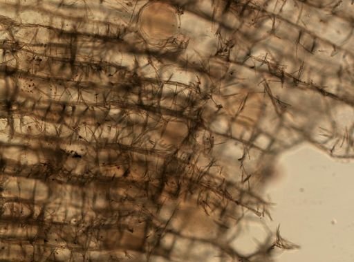 Amphilectus lobatus