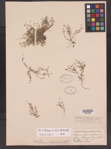 Sagina procumbens
