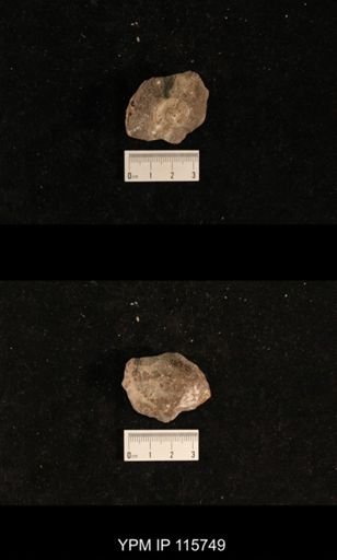 Bellerophon sp.
