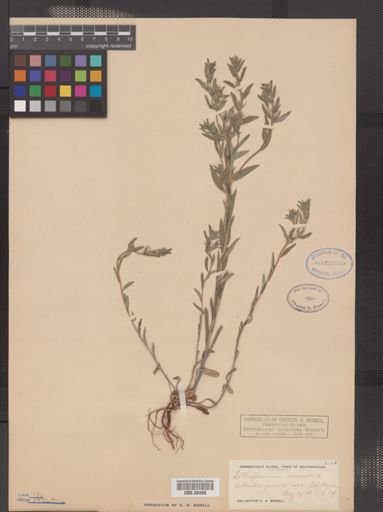 Lithospermum arvense