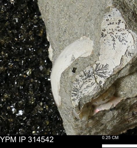 undet. Bivalvia