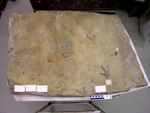 Anomoepus intermedius