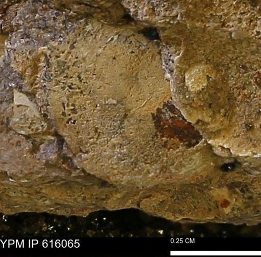 undet. Bivalvia
