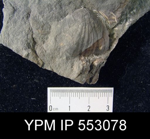 Leiorhynchus sp.