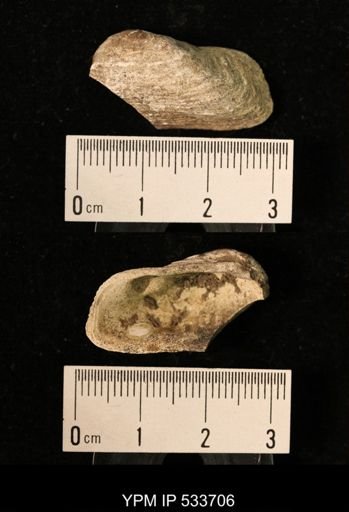 Yoldia arctica