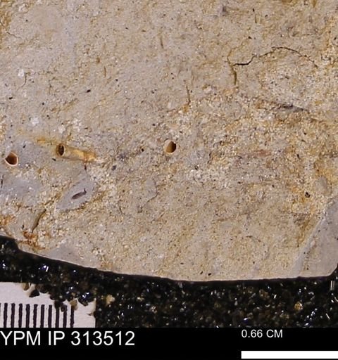 undet. Dentaliidae
