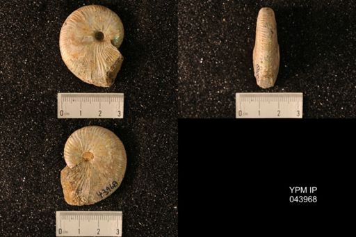 Hoploscaphites nicolletii
