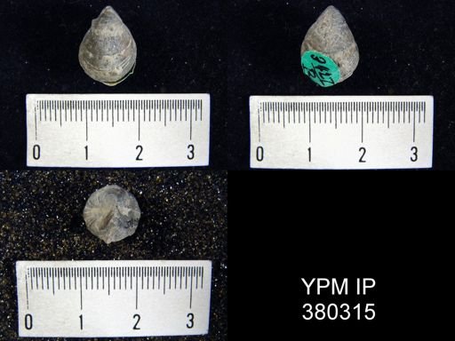 undet. Brachiopoda
