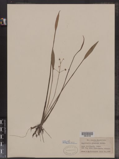 Sagittaria graminea