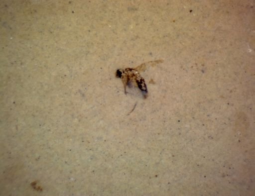 undet. Diptera