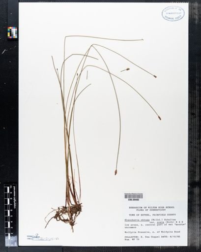 Eleocharis obtusa