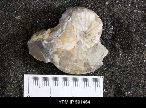 Hoploscaphites