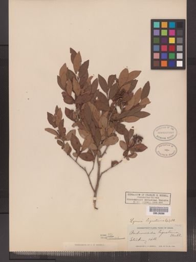 Lyonia ligustrina