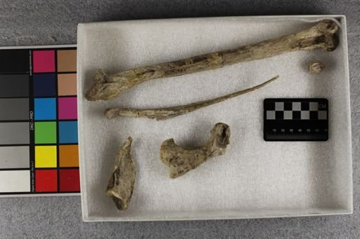 Hesperornis