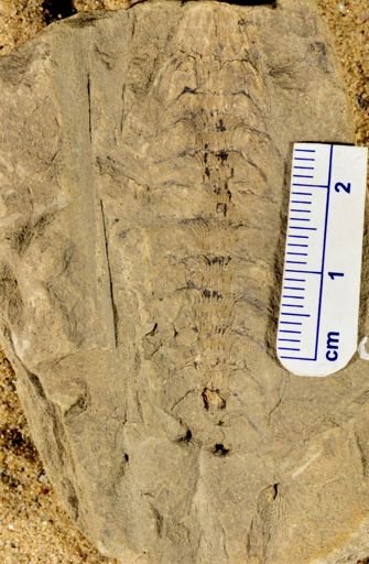 Asterophyllites sp.