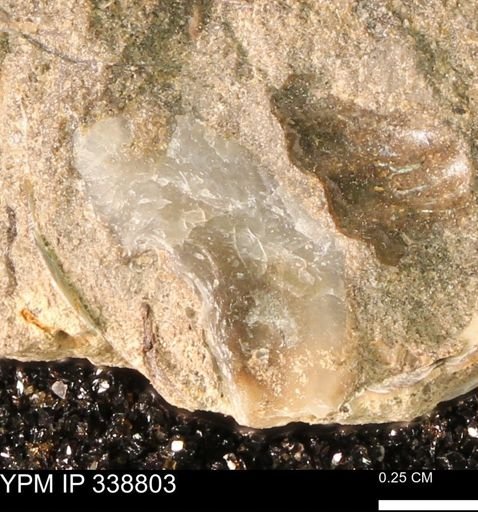 undet. Ostreidae
