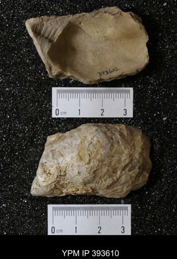 Ostrea glabra