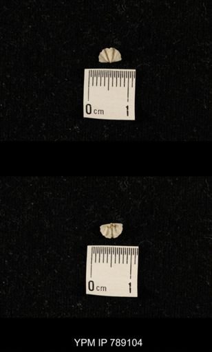 undet. Brachiopoda