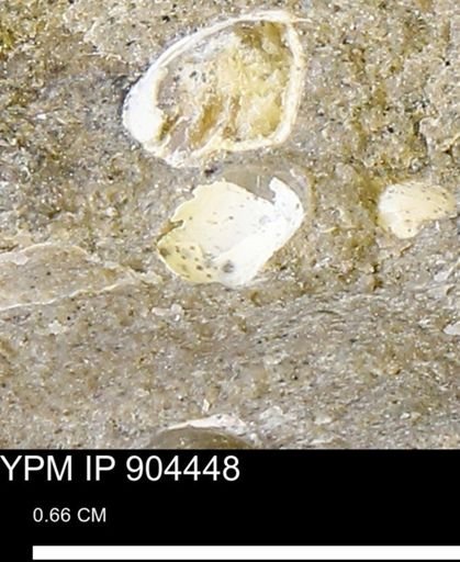 undet. Bivalvia