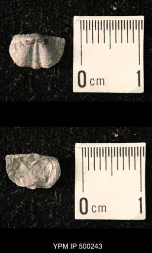 Mesolobus mesolobus decipiens