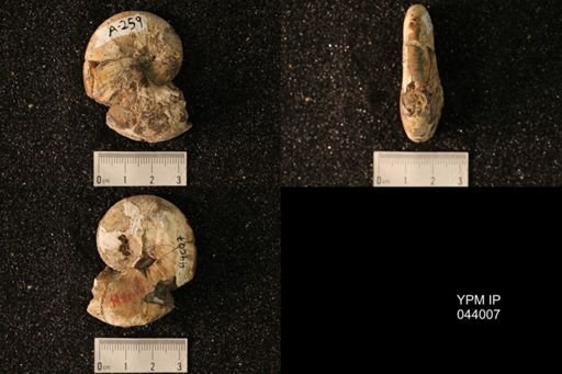 Hoploscaphites nicolletii