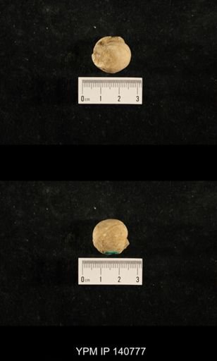 Euphemites sp.