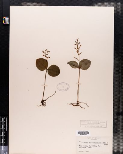 Listera convallarioides