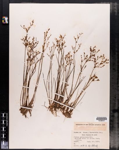 Juncus pelocarpus