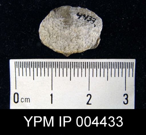 Productus subaculeatus