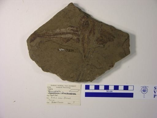 Eurypholis sp.
