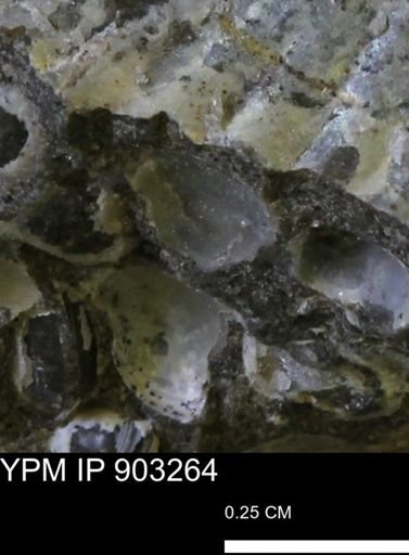 undet. Bivalvia