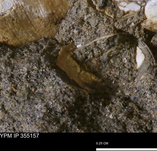 Mollusca