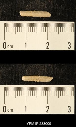 Archaeocidaris sp.
