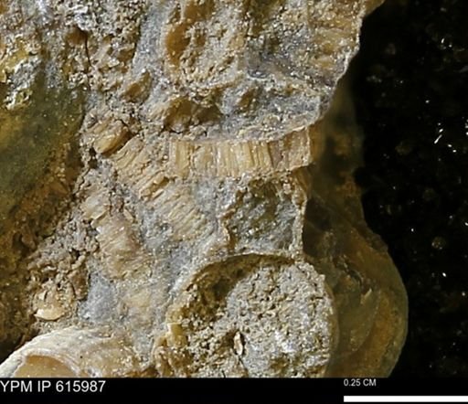 undet. Inoceramidae